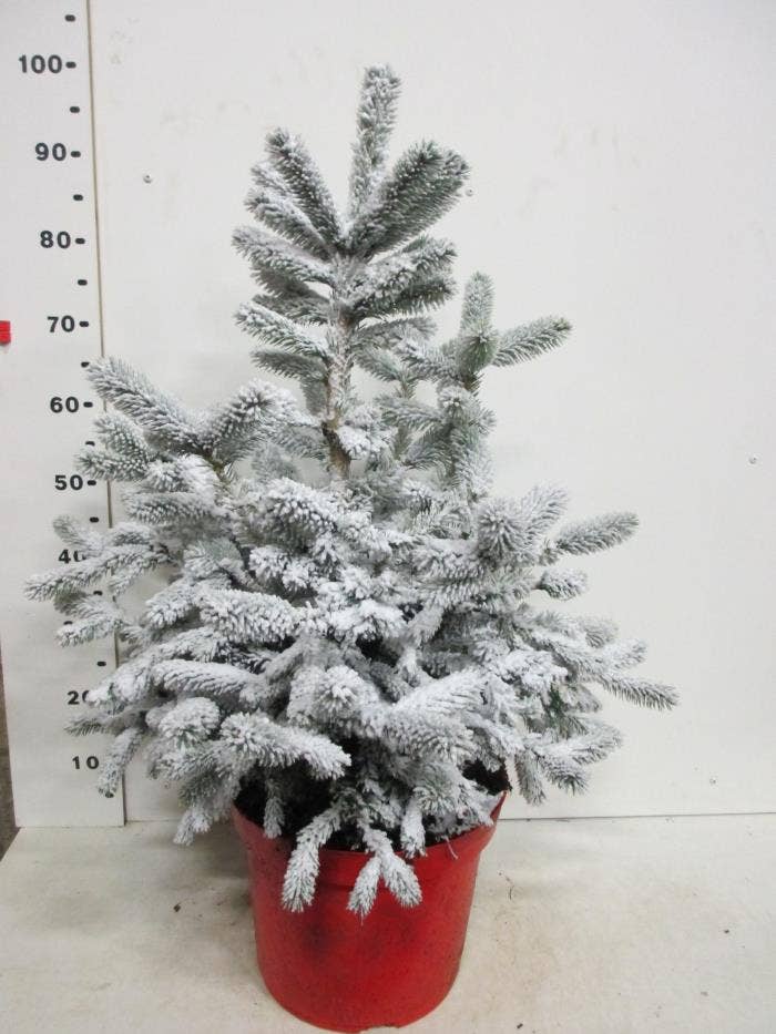 Picea pun. 'Super Blue' snow