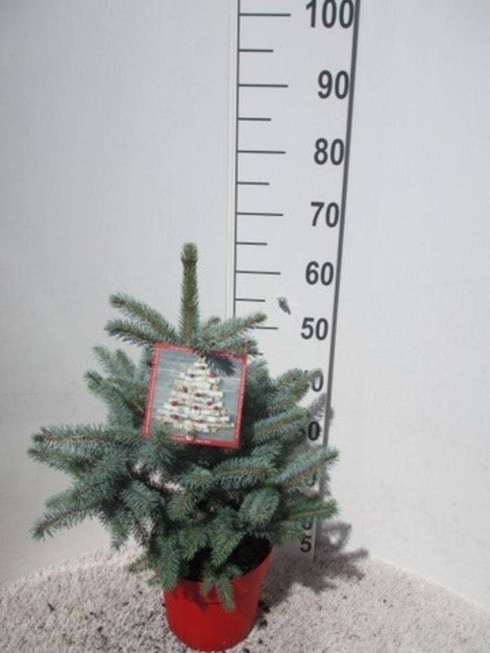 Picea pun. 'Super Blue'