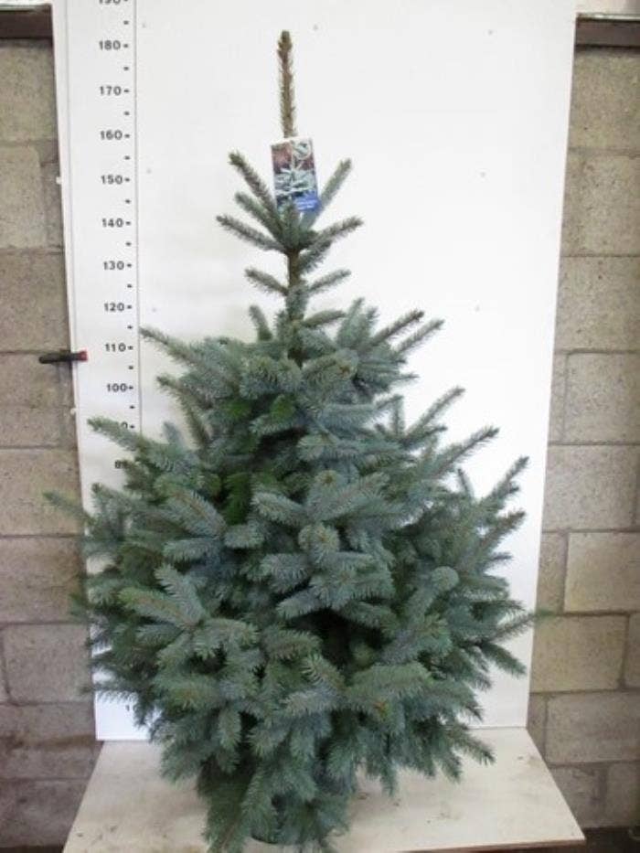 Picea pun. 'Super Blue'