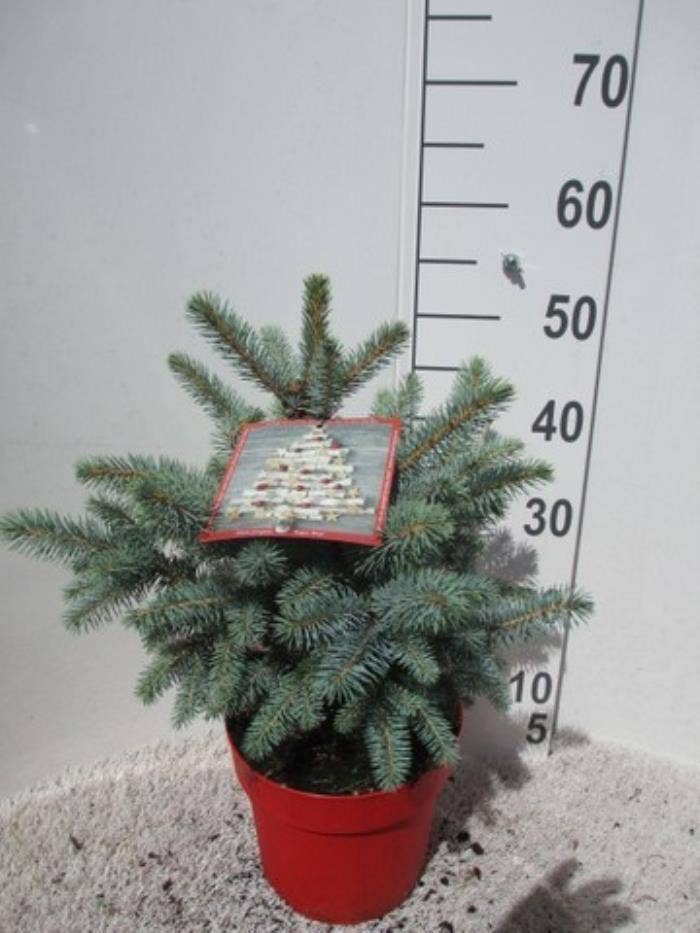 Picea pun. 'Super Blue'