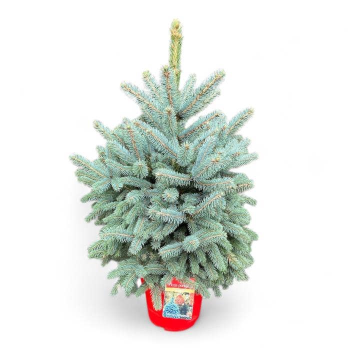 Picea pung. Super Blue 60-80 cm (80-100 cm) c7/p24