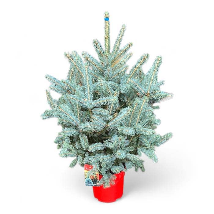 Picea pungens 'Super Blue' 80-100 (100-120) c7/p24