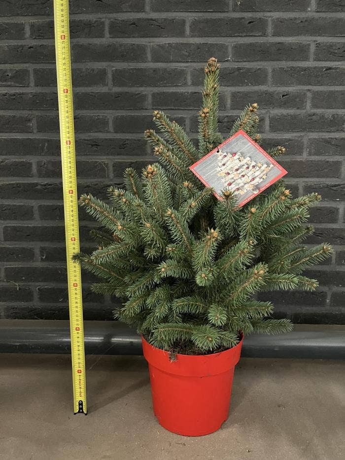 Picea pungens 'Super Blue'