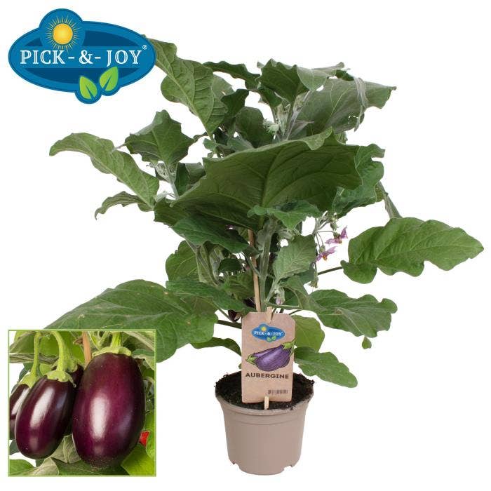 PICK-&-JOY® Aubergine