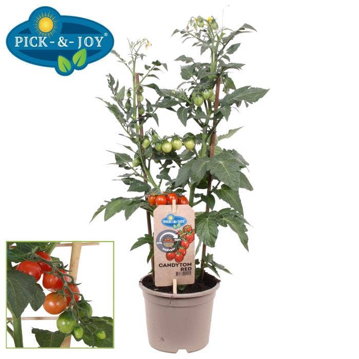 PICK-&-JOY® Candy Tomato Red