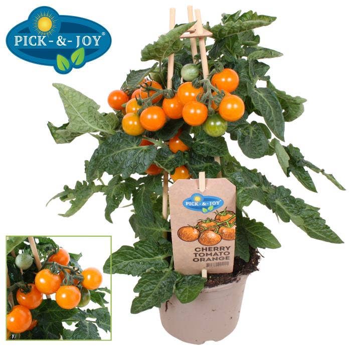 PICK-&-JOY® Cherry Tomato Orange