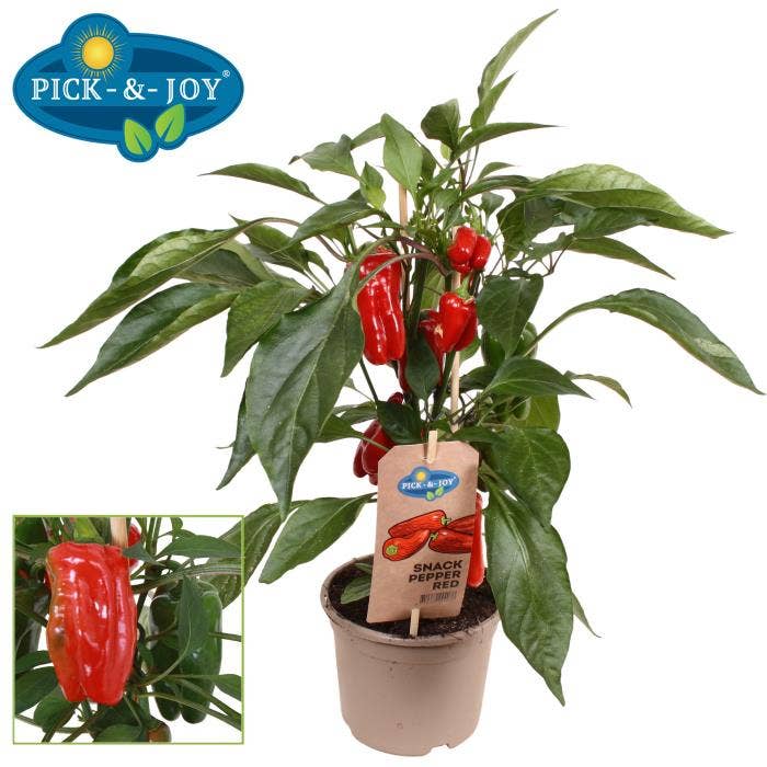 PICK-&-JOY® Snack Pepper Red