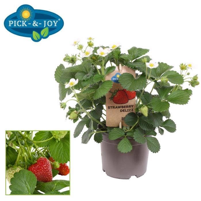 PICK-&-JOY® Strawberry Delizz