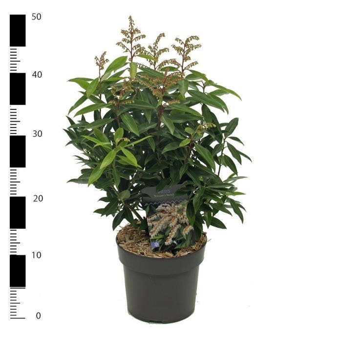 Pieris flo. 'Brouwer's Beauty'