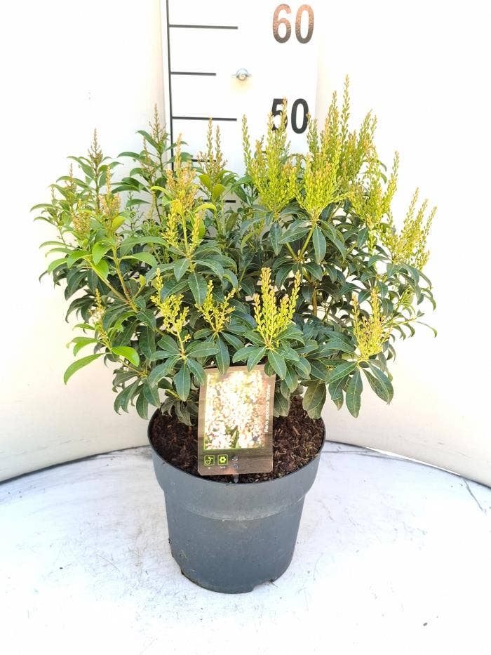 Pieris jap. 'Bonfire'