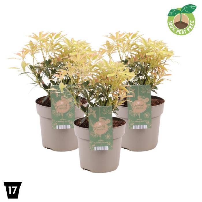 Pieris jap. 'Flaming Silver'