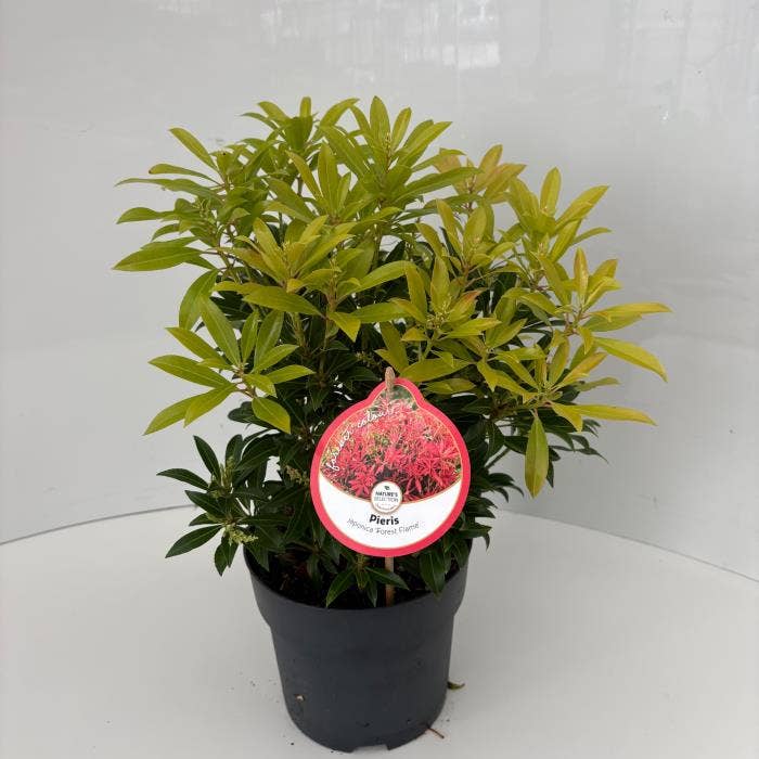 Pieris jap. 'Forest Flame'