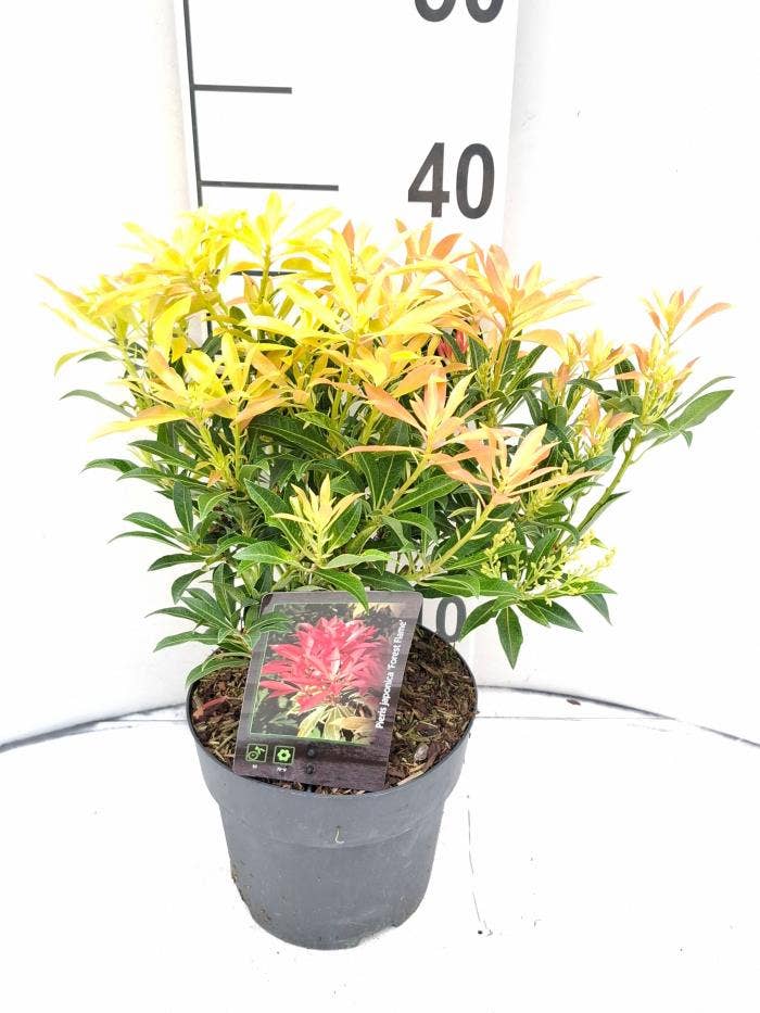 Pieris jap. 'Forest Flame'