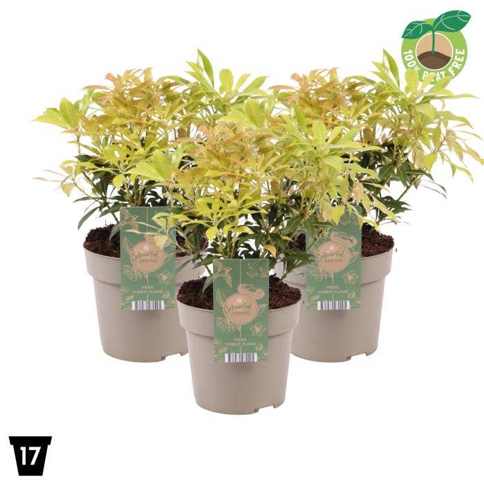 Pieris jap. 'Forest Flame'