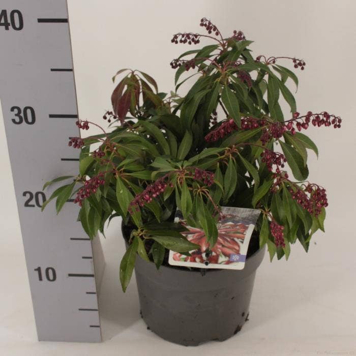 Pieris jap. 'Katsura'
