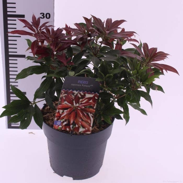 Pieris jap. 'Katsura'