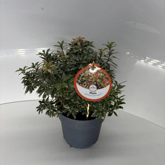 Pieris jap. 'Little Heath'