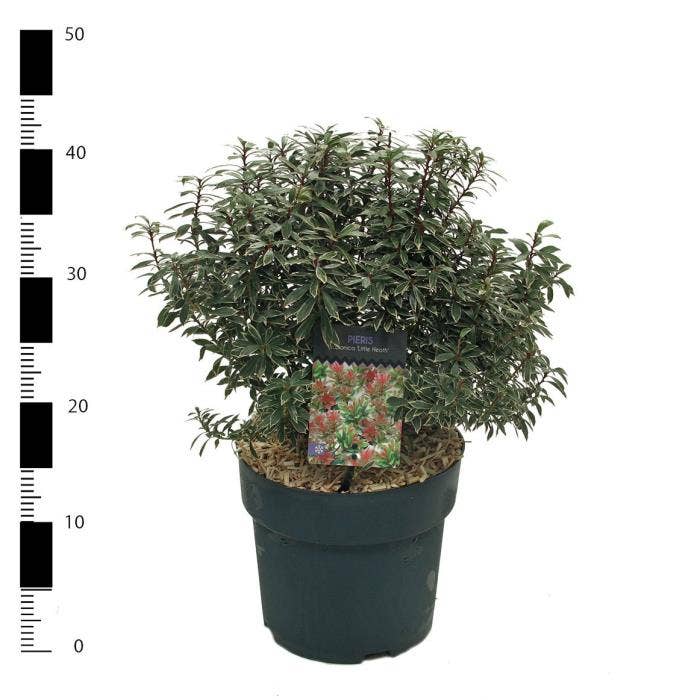 Pieris jap. 'Little Heath'