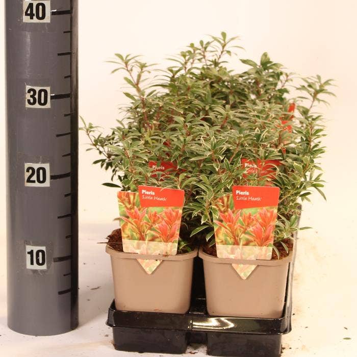 Pieris jap. 'Little Heath'