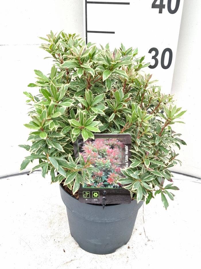 Pieris jap. 'Little Heath'