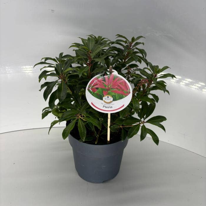 Pieris jap. 'Mountain Fire'