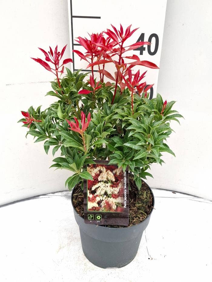 Pieris jap. 'Mountain Fire'