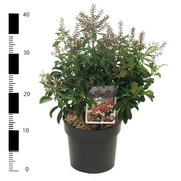 Pieris jap. 'Passion'