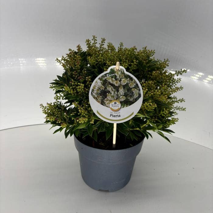 Pieris jap. 'Prelude'