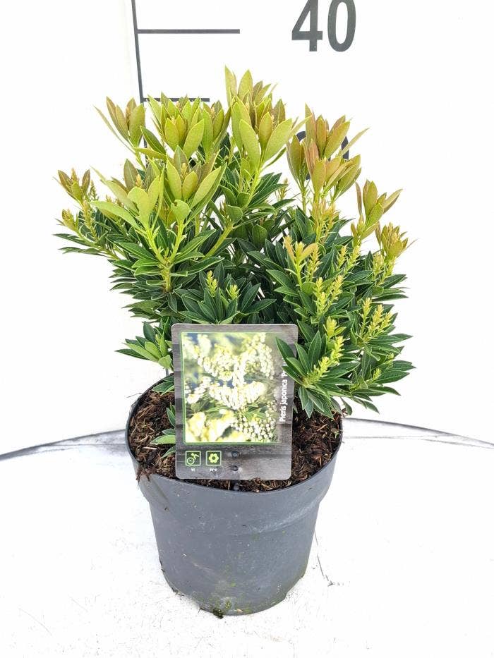 Pieris jap. 'Prelude'