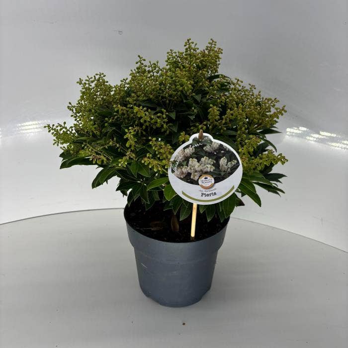 Pieris jap. 'Sarabande'