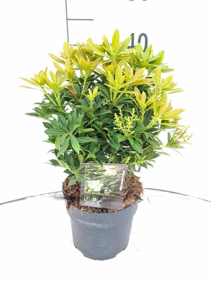 Pieris jap. 'Sarabande'