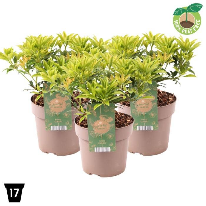 Pieris japonica 'Cupido'