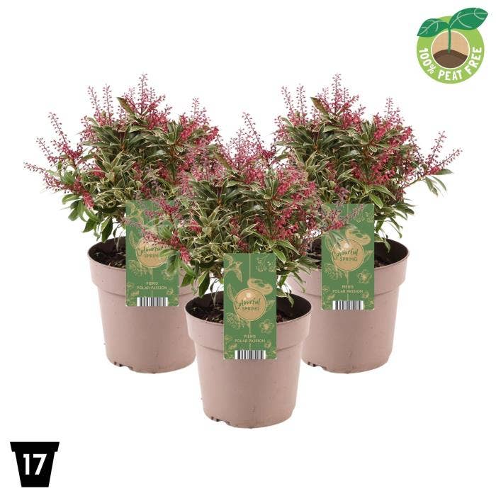 Pieris japonica 'Polar Passion'