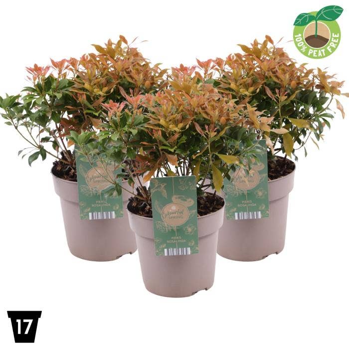 Pieris japonica 'Rosalinda'