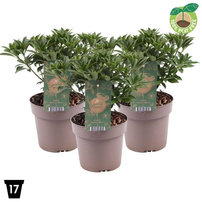 Pieris japonica 'Temple Bells'