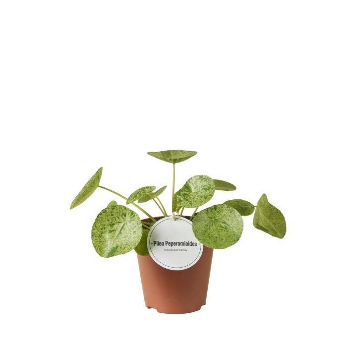 Pilea Mojito