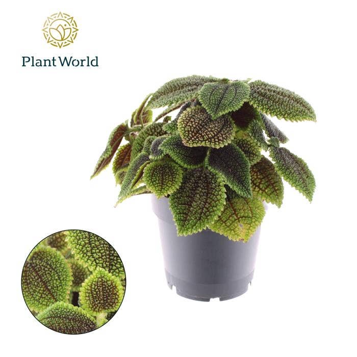 Pilea Moonvalley