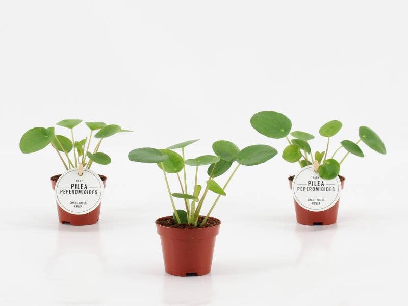 Pilea peperomioides Baby