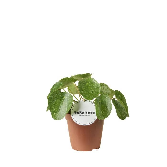 Pilea peperomioides Sugar