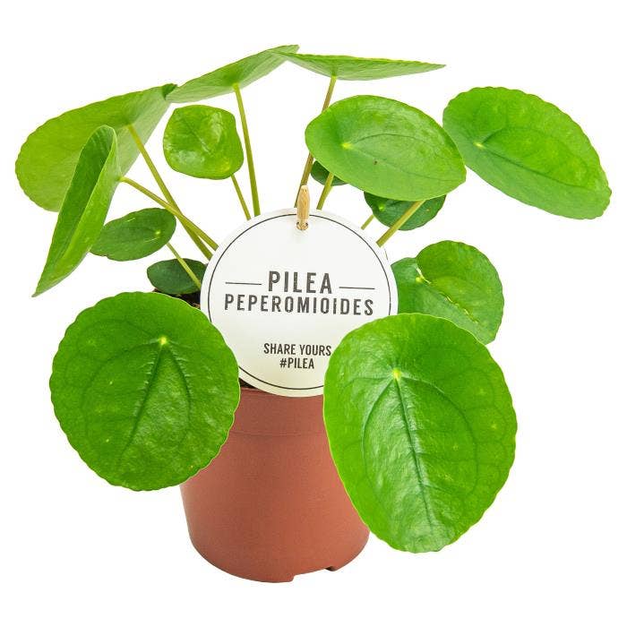 Pilea Peperomioides