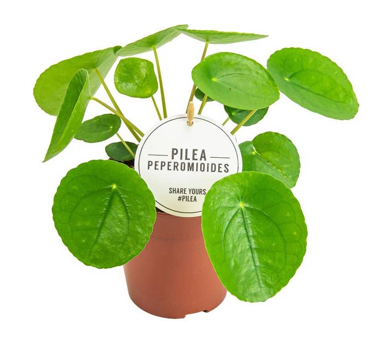 Pilea peperomioides Green Solutions