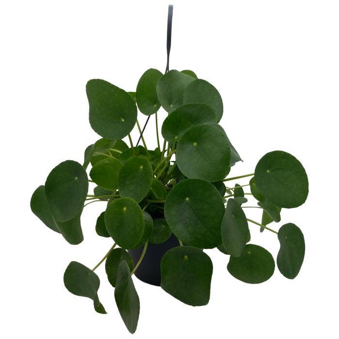 Pilea Peperomioides