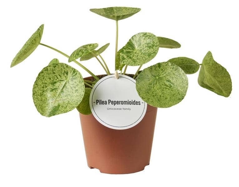 Pilea peperomoides Mojito