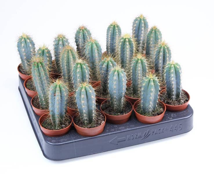 Pilosocereus azureus