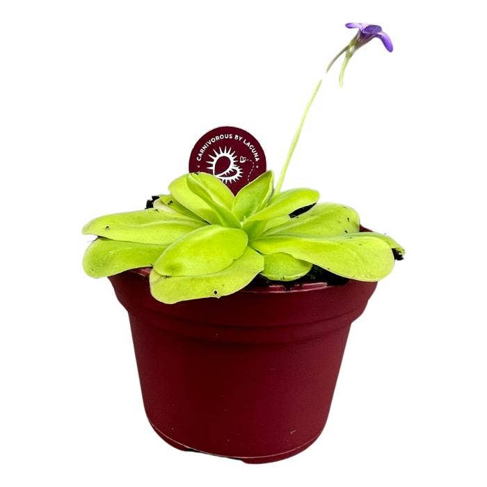 Pinguicula