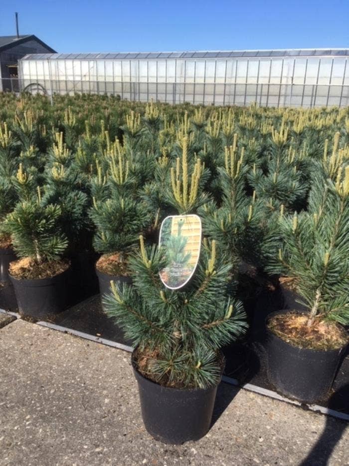 Pinus flex. 'Vanderwolf'