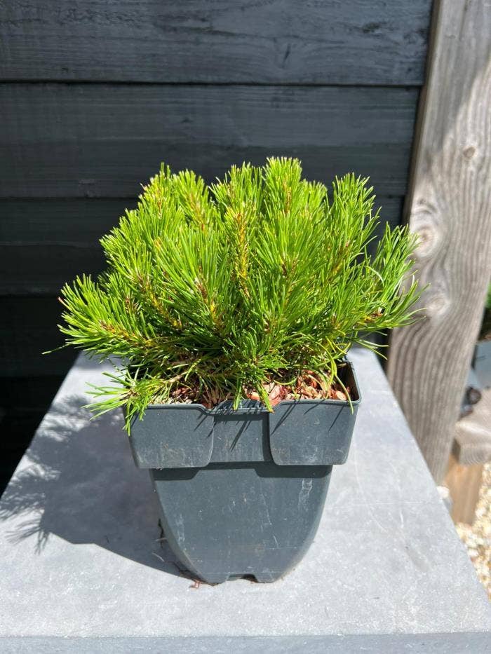 Pinus mugo Mughus