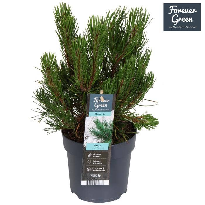 Pinus mugo-var-mugus 'Pumilio'