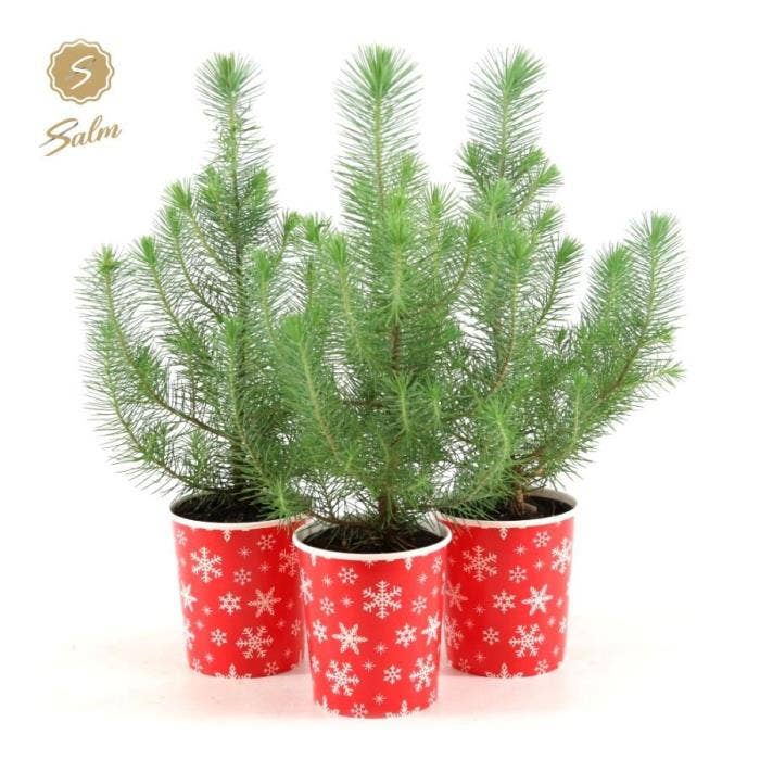Pinus pin. 'Silver Crest' in X-mas Deco