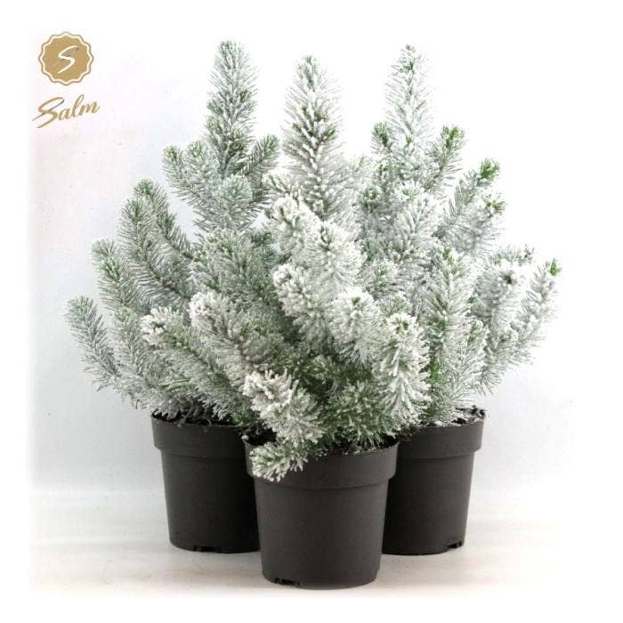 Pinus pin. 'Silver Crest' snow